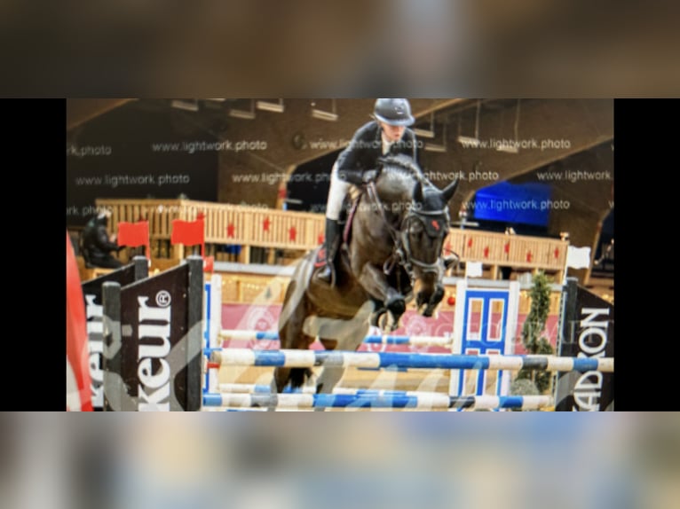 Westphalian Mare 9 years 16,2 hh Smoky-Black in Lage