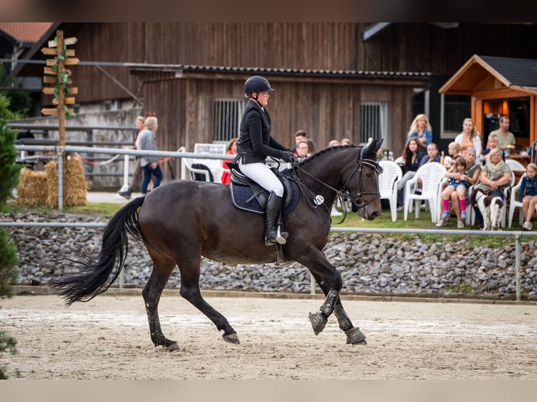 Westphalian Mare 9 years 16,2 hh Smoky-Black in Lage