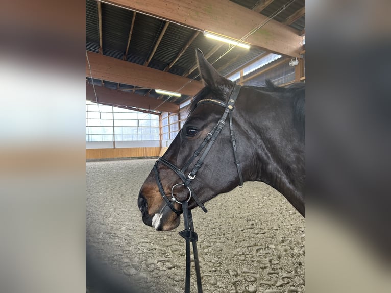 Westphalian Mare 9 years 16,2 hh Smoky-Black in Lage