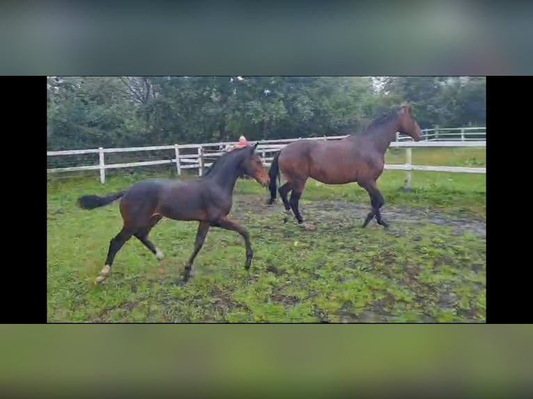 Westphalian Mare 9 years 16,3 hh Brown in Bramstedt