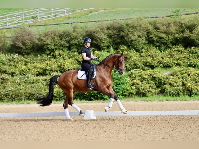 Westphalian Mare 9 years 16,3 hh Brown in Haag am Hausruck