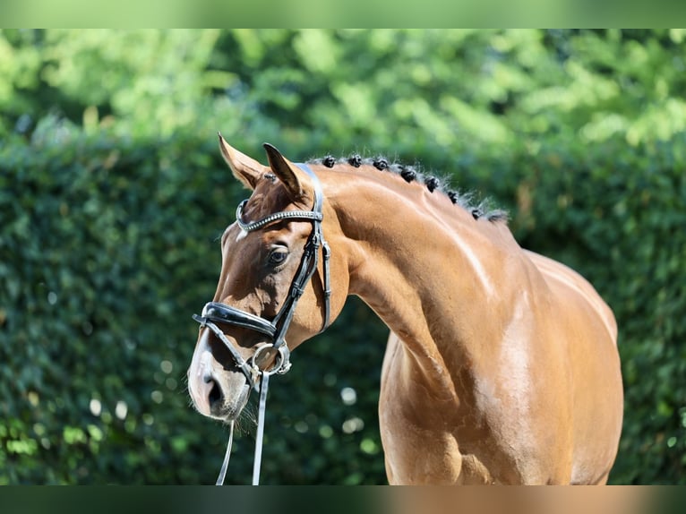 Westphalian Mare 9 years 16,3 hh Brown in Haag am Hausruck