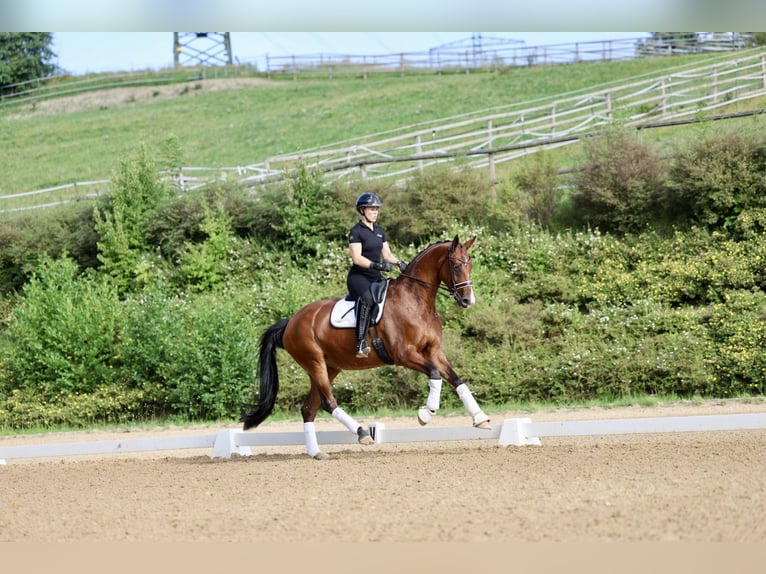 Westphalian Mare 9 years 16,3 hh Brown in Haag am Hausruck