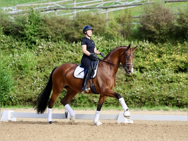 Westphalian Mare 9 years 16,3 hh Brown in Haag am Hausruck