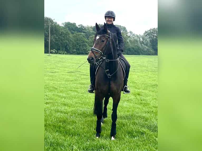 Westphalian Mare 9 years 16,3 hh Brown in Rees