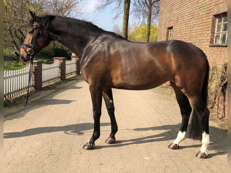 Westphalian Mare 9 years 16,3 hh Brown in Rees