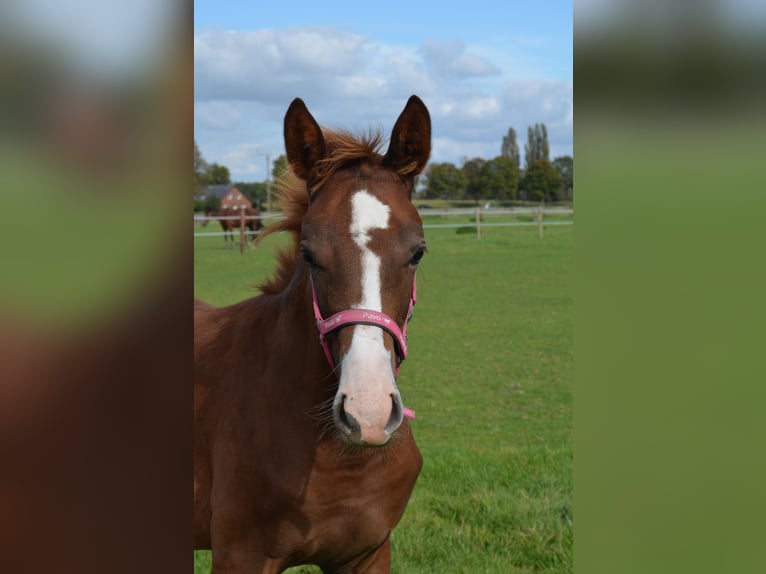 Westphalian Mare 9 years 16,3 hh Brown in Rees