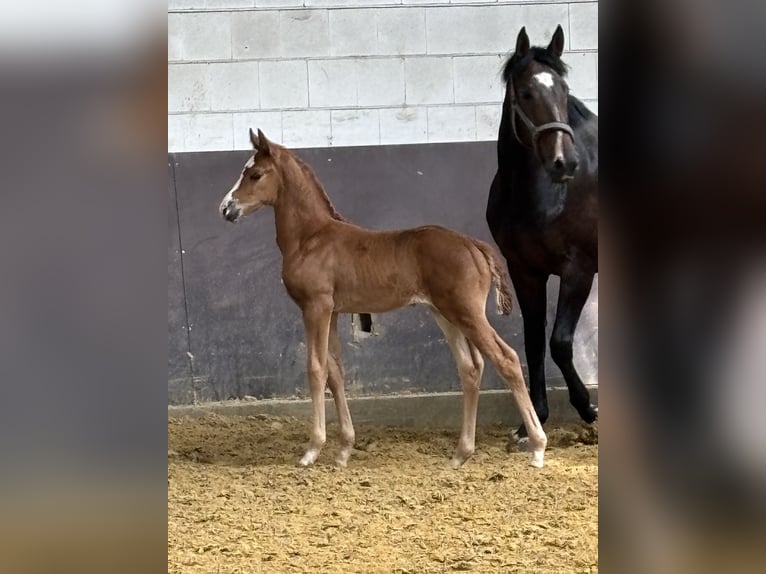 Westphalian Mare 9 years 16,3 hh Brown in Rees