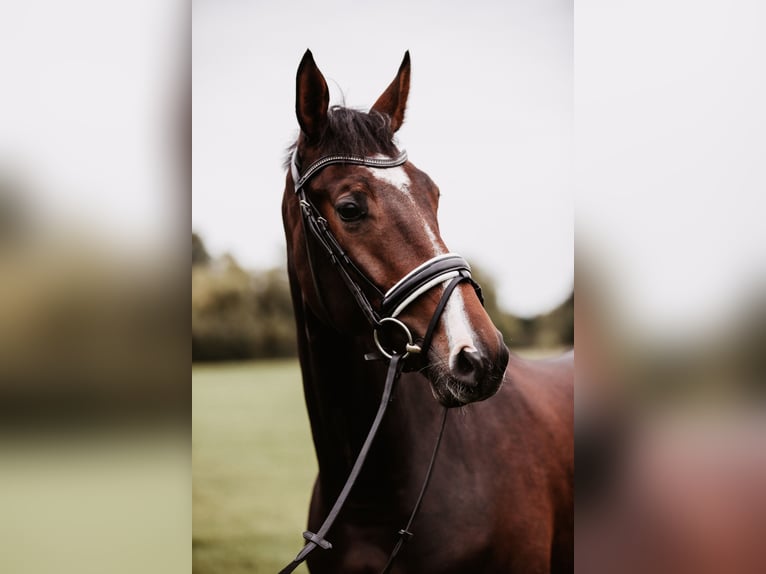 Westphalian Mare 9 years 16,3 hh Brown in Rees