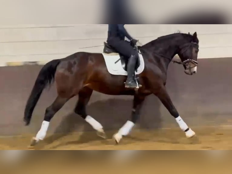 Westphalian Mare 9 years 16,3 hh Brown in Rees