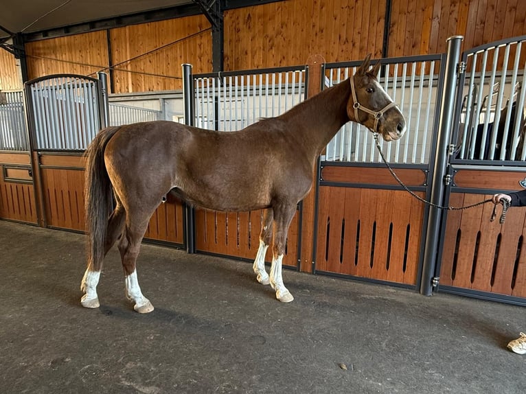 Westphalian Mare 9 years 16.3 hh Chestnut in Dornburg