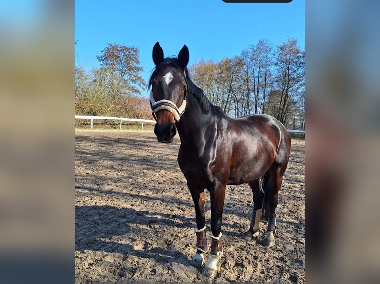 Westphalian Mare 9 years 16 hh Bay-Dark in Norden Norddeich
