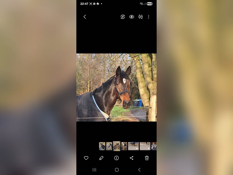 Westphalian Mare 9 years 16 hh Bay-Dark in Norden Norddeich