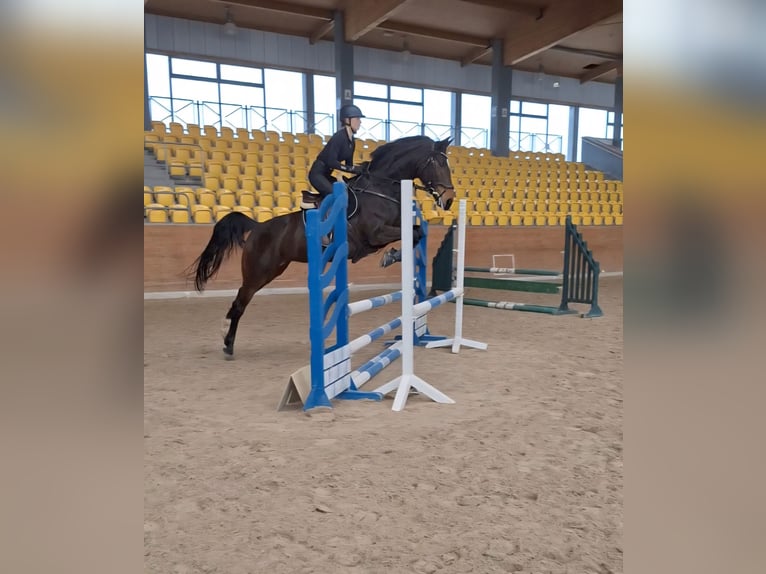 Westphalian Mare 9 years 16 hh Bay-Dark in Norden Norddeich