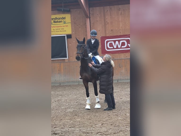 Westphalian Mare 9 years 16 hh Bay-Dark in Norden Norddeich