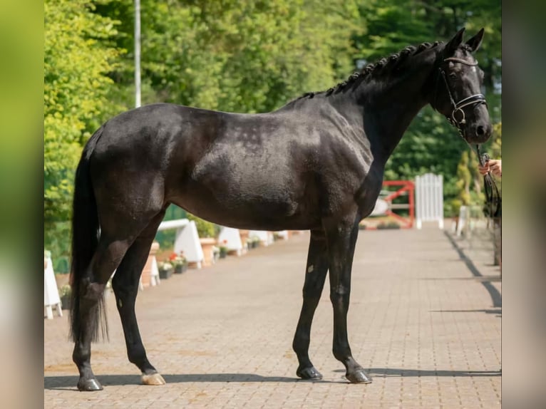 Westphalian Mare 9 years 16 hh Black in Diemelsee