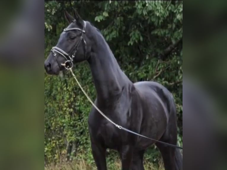 Westphalian Mare 9 years 16 hh Black in Diemelsee