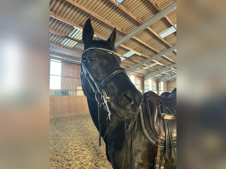 Westphalian Mare 9 years 16 hh Black in Diemelsee