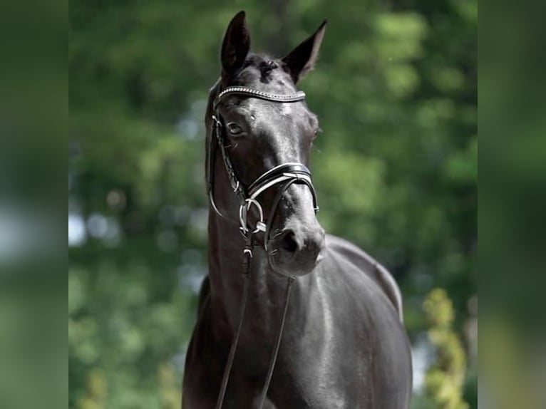 Westphalian Mare 9 years 16 hh Black in Diemelsee