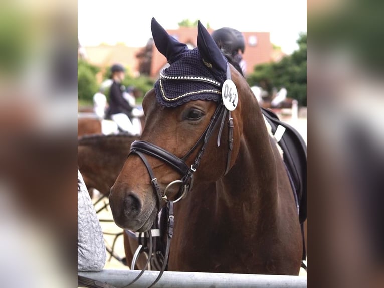 Westphalian Mare 9 years 16 hh Brown in Altenberge