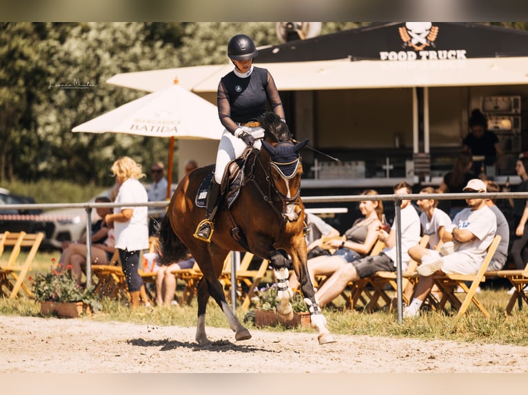 Westphalian Mare 9 years 16 hh Brown in Dormagen