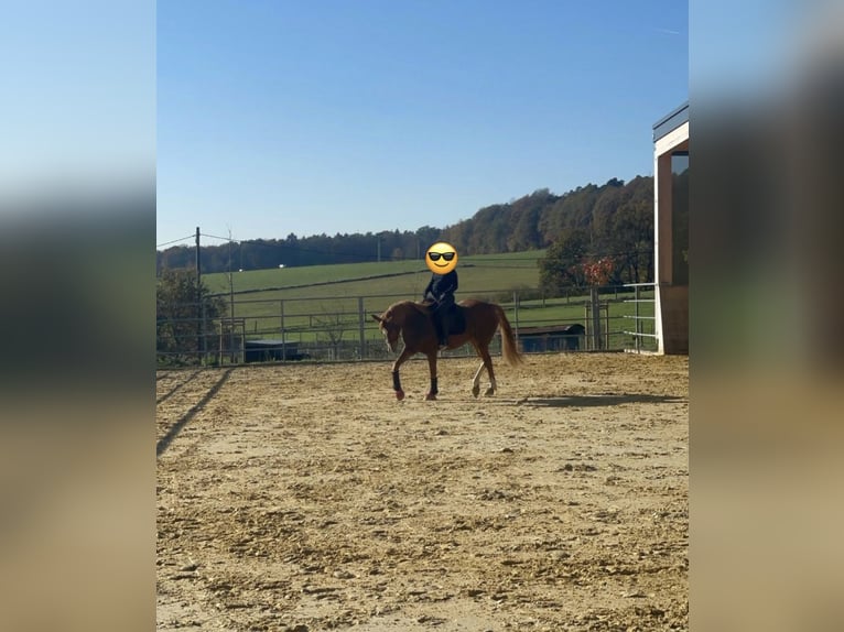 Westphalian Mare 9 years 16 hh Chestnut-Red in Altenkirchen