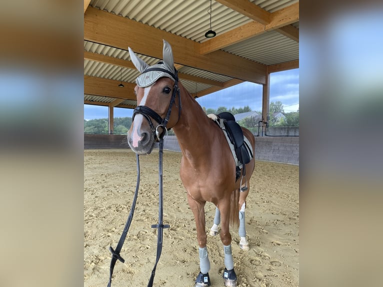 Westphalian Mare 9 years 16 hh Chestnut-Red in Altenkirchen