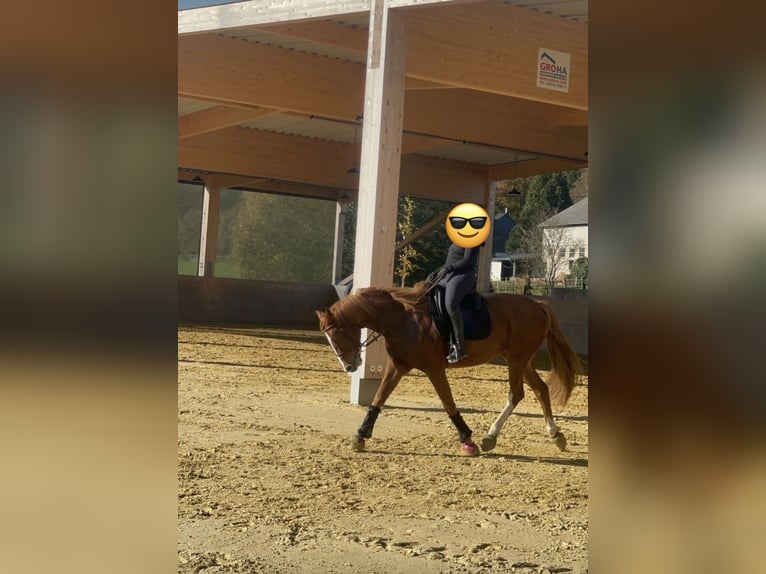 Westphalian Mare 9 years 16 hh Chestnut-Red in Altenkirchen
