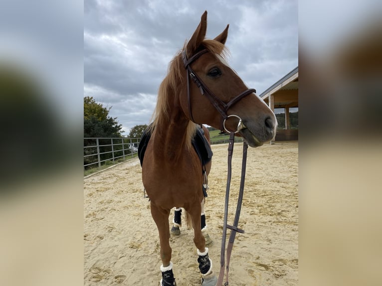 Westphalian Mare 9 years 16 hh Chestnut-Red in Altenkirchen