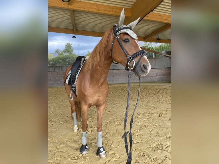Westphalian Mare 9 years 16 hh Chestnut-Red in Altenkirchen