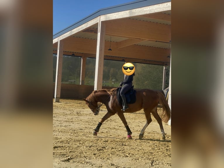 Westphalian Mare 9 years 16 hh Chestnut-Red in Altenkirchen