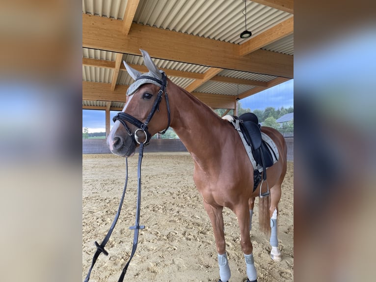 Westphalian Mare 9 years 16 hh Chestnut-Red in Altenkirchen