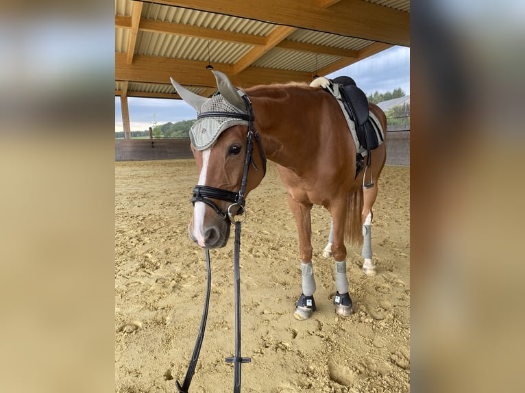 Westphalian Mare 9 years 16 hh Chestnut-Red in Altenkirchen