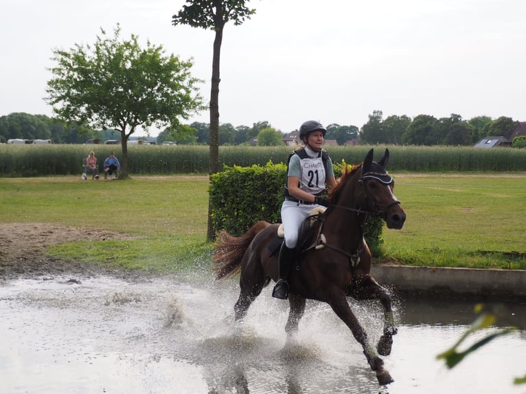 Westphalian Mare 9 years 16 hh Chestnut in Ascheberg