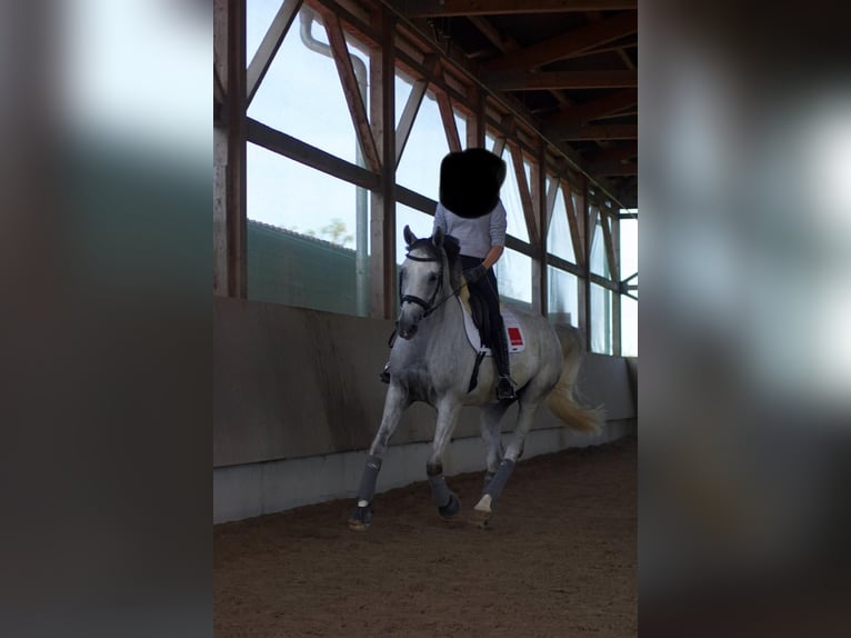 Westphalian Mare 9 years 16 hh Grey in Kirchardt
