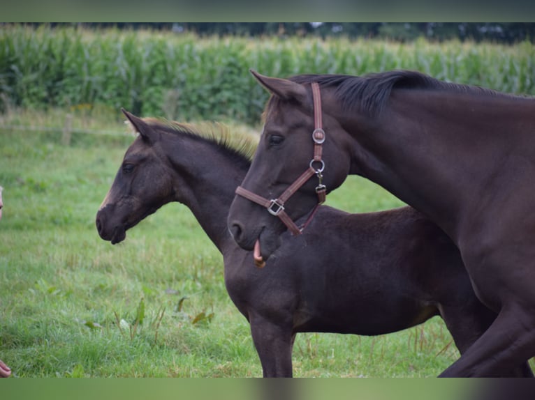 Westphalian Mare 9 years 16,1 hh Black in D&#xE4;tgen