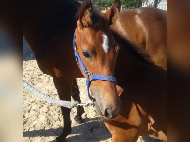 Westphalian Mare 9 years 16,1 hh Brown in Gettnau