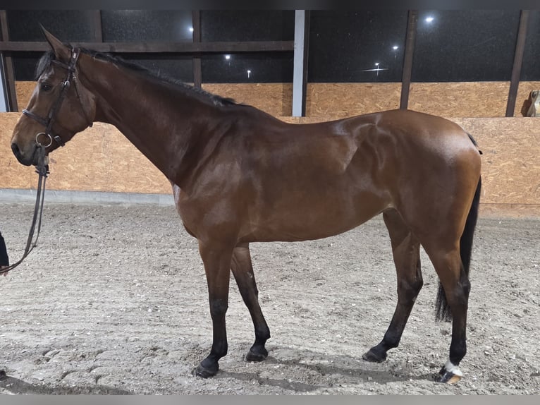 Westphalian Mare 9 years 16,1 hh Brown in Wettrup