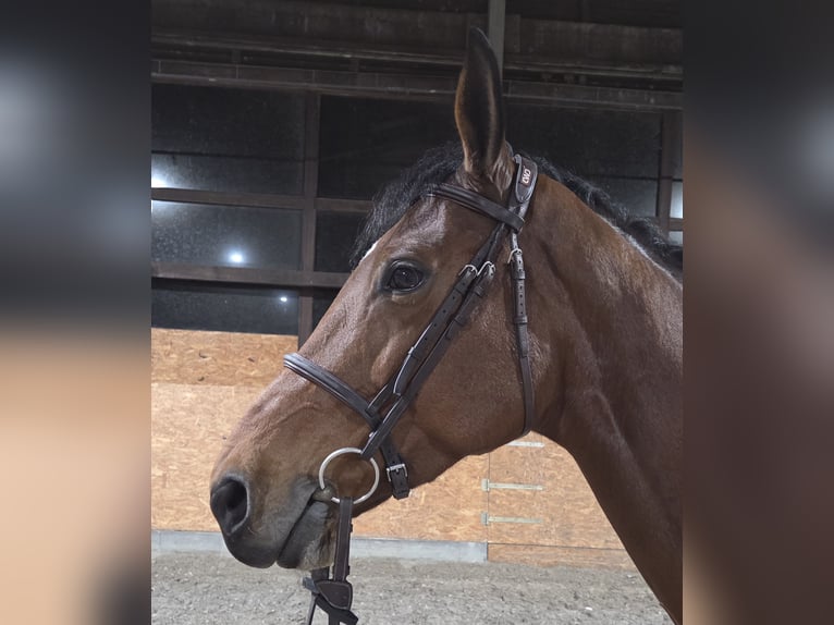 Westphalian Mare 9 years 16,1 hh Brown in Wettrup