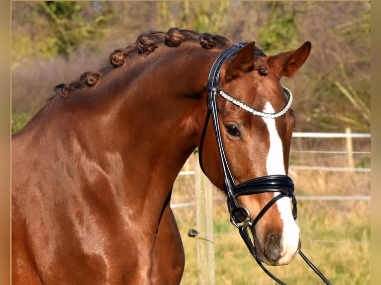 Westphalian Mare 9 years 16,1 hh Chestnut in Neuss
