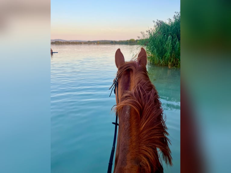 Westphalian Mare 9 years 16,1 hh Chestnut-Red in Zierenberg