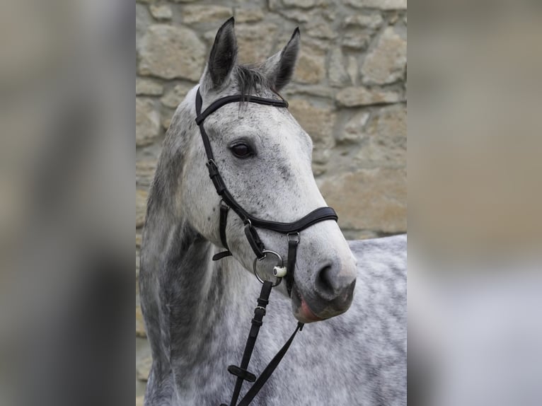 Westphalian Mare 9 years 16,1 hh Grey in Hof am Leithaberge