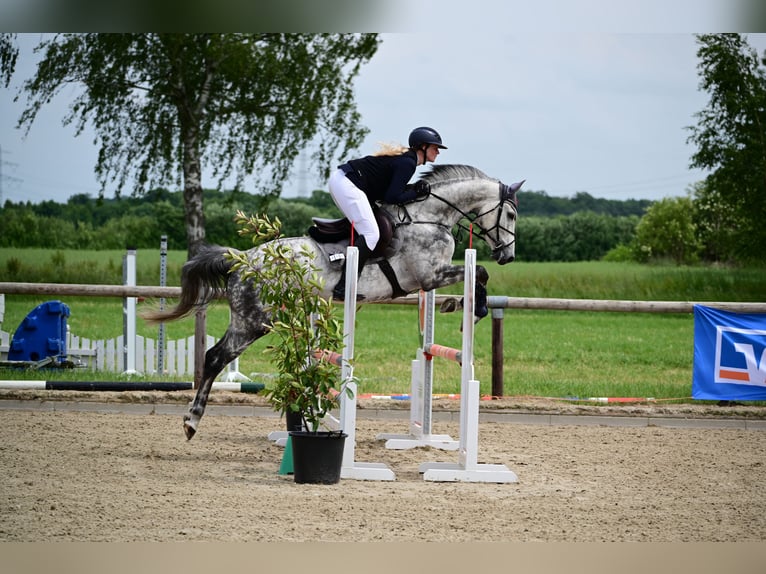 Westphalian Mare 9 years 16,1 hh Grey in Rhede