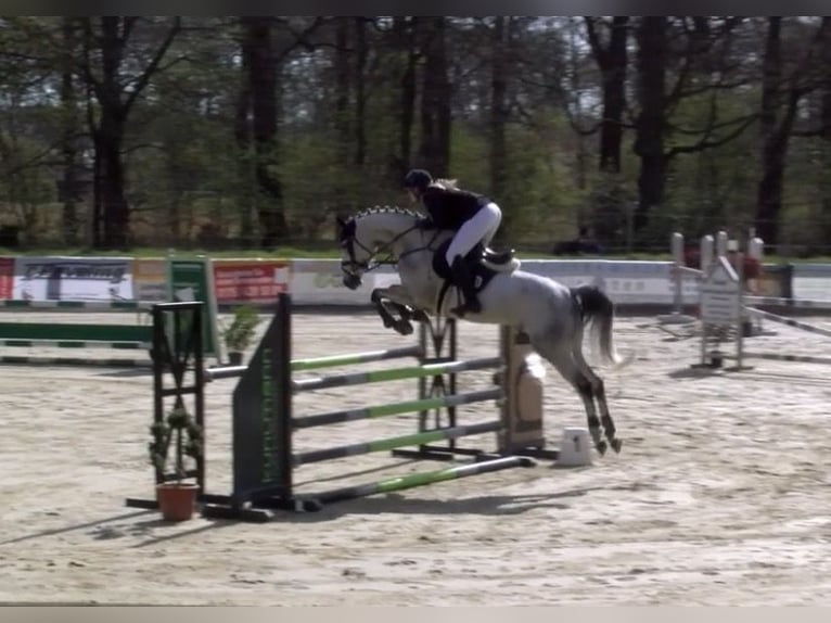 Westphalian Mare 9 years 16,1 hh Grey in Rhede