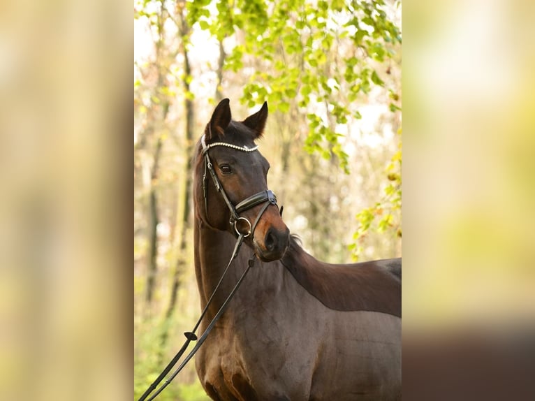 Westphalian Mare 9 years 16,2 hh Bay-Dark in Dorsten