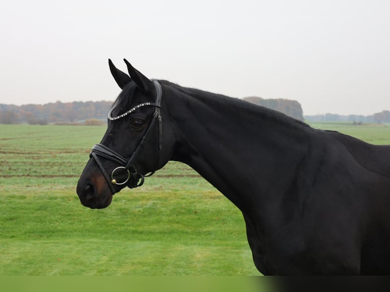 Westphalian Mare 9 years 16,2 hh Black in Haftenkamp