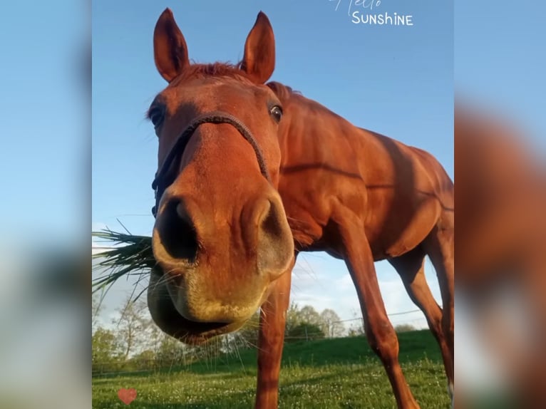 Westphalian Mare 9 years 16,2 hh Chestnut-Red in Bad Rappenau