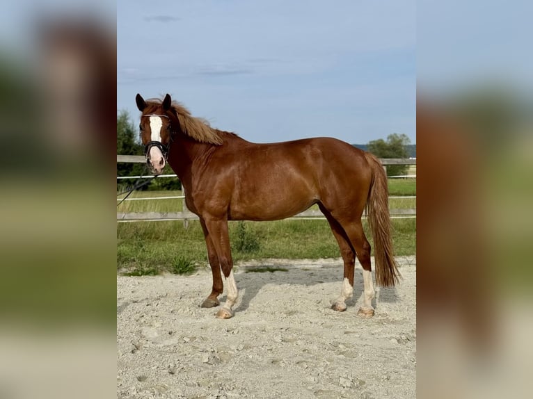 Westphalian Mare 9 years 16,2 hh Chestnut-Red in Lahntal