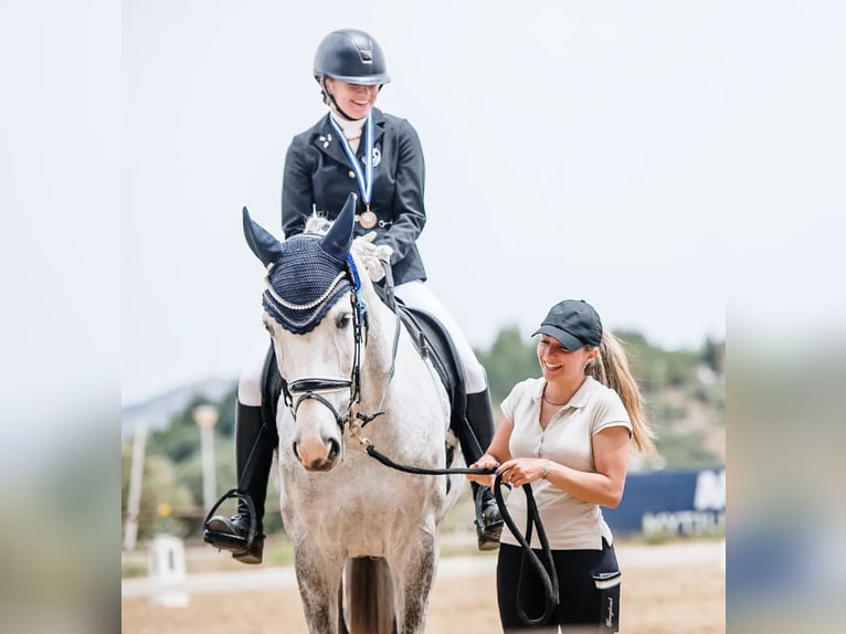 Westphalian Mare 9 years 16,2 hh Grey in GROTE-BROGEL