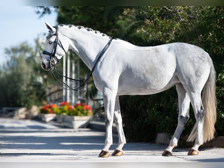 Westphalian Mare 9 years 16,2 hh Grey in GROTE-BROGEL
